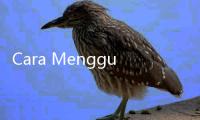 Cara Menggunakan Air Cucian Beras untuk Tanaman Tumbuh Subur